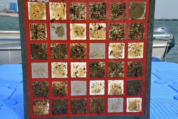 Large diversity and accumulation of biofouling shown in a panel by Fraunhofer IFAM with Laserline diode lasers